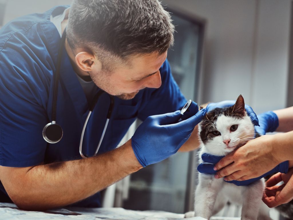 Universidade Federal Fluminense Disponibiliza Mais de 151 Cursos Gratuitos de Veterinária em Sua Plataforma